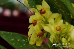 黄花鹤顶兰Phaius flavus