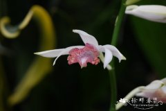 紫花鹤顶兰Phaius mishmensis