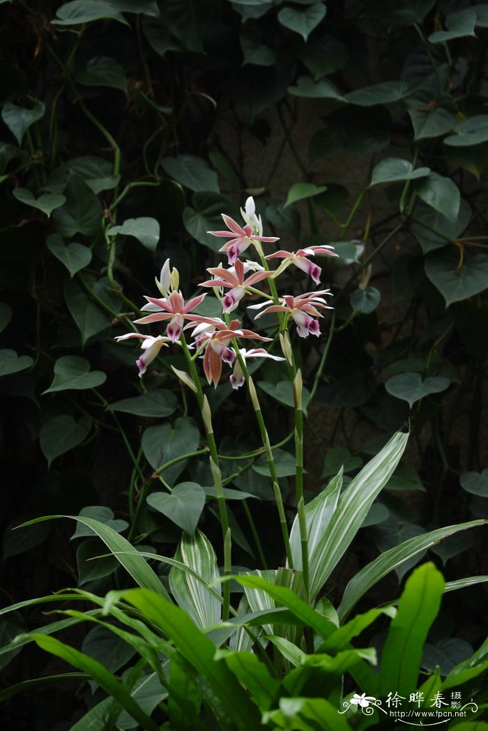 花叶鹤顶兰Phaius tankervilliae ‘Vaiegata’