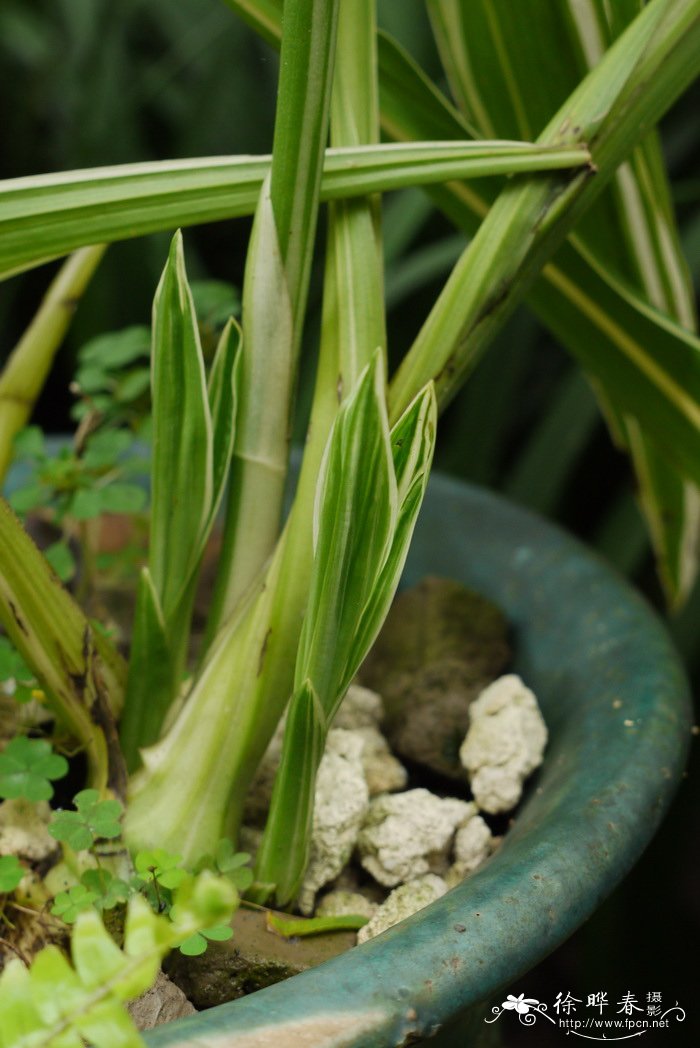 花叶鹤顶兰Phaius tankervilliae ‘Vaiegata’