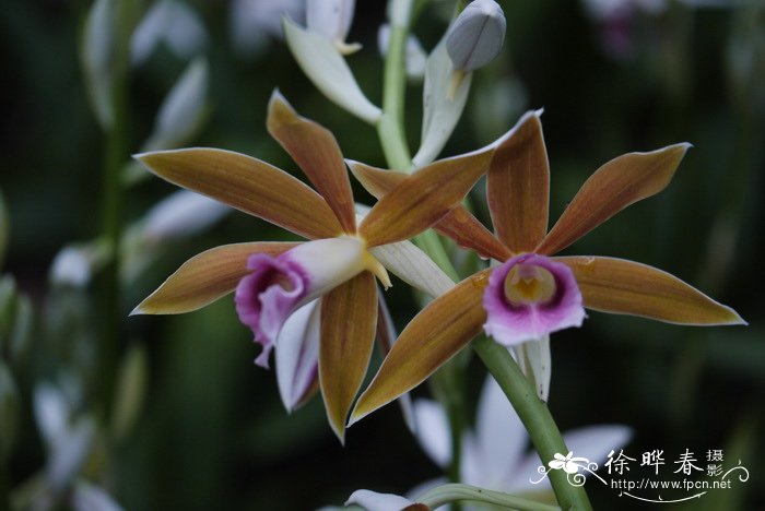 鹤顶兰 Phaius tankervilliae