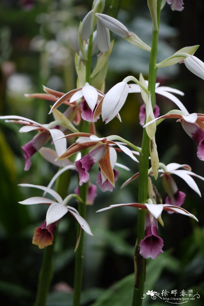 鹤顶兰 Phaius tankervilliae