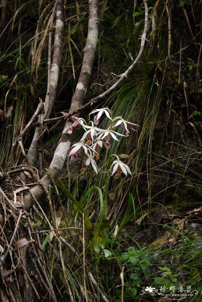 鹤顶兰 Phaius tankervilliae