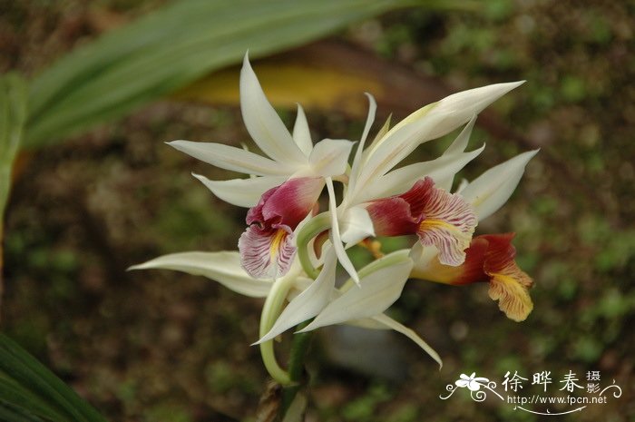 长距鹤顶兰Phaius longicornu 长距鹤顶兰Phaius longicornu