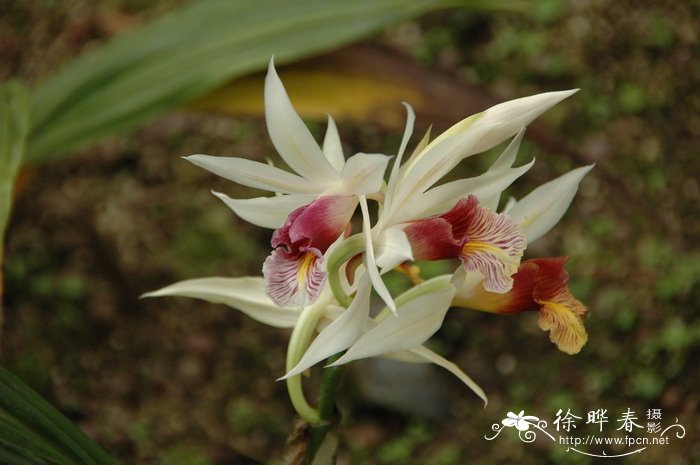 长距鹤顶兰Phaius longicornu