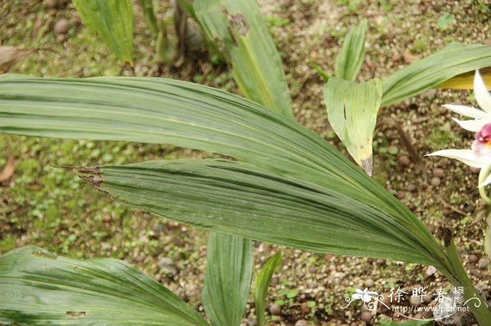 长距鹤顶兰Phaius longicornu
