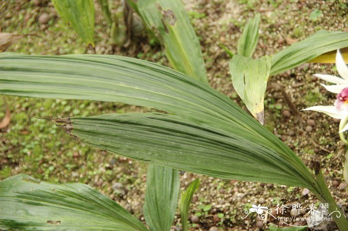 长距鹤顶兰Phaius longicornu