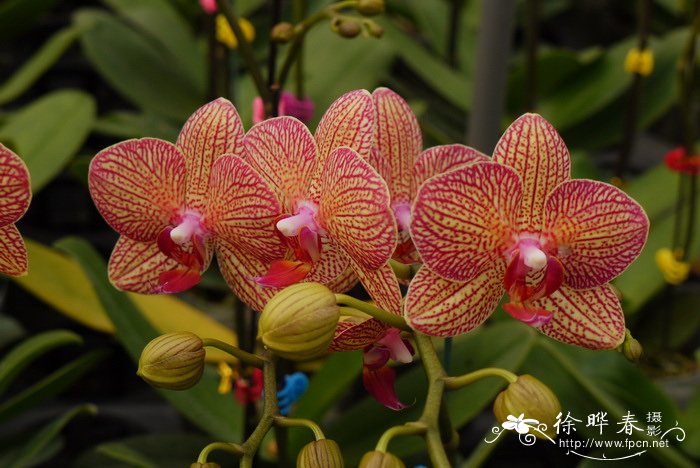 杂种蝴蝶兰Phalaenopsis× hybrida 杂种蝴蝶兰Phalaenopsis× hybrida