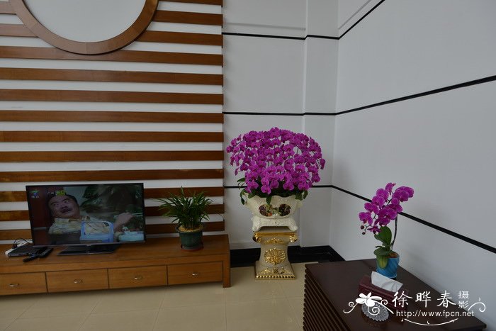杂种蝴蝶兰Phalaenopsis× hybrida 杂种蝴蝶兰Phalaenopsis× hybrida