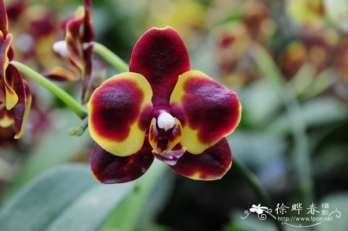 杂种蝴蝶兰Phalaenopsis× hybrida 杂种蝴蝶兰Phalaenopsis× hybrida
