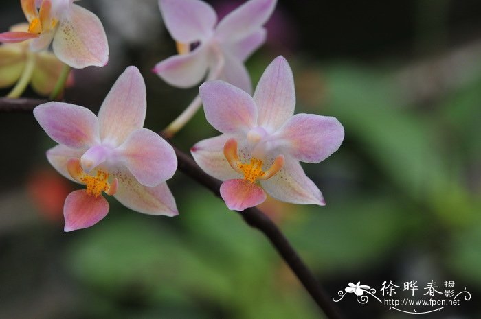 蝴蝶兰Phalaenopsis equestris 'Orange'