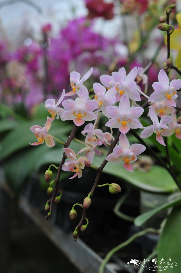 蝴蝶兰Phalaenopsis equestris 'Orange'