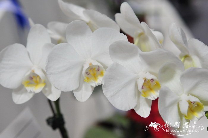 阿玛蝴蝶兰Phalaenopsis amabilis