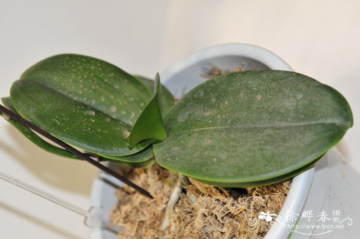 阿玛蝴蝶兰Phalaenopsis amabilis