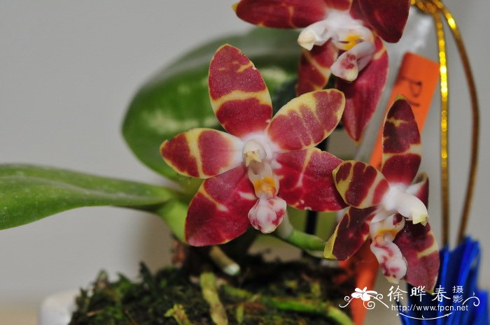 安纹蝴蝶兰Phalaenopsis amboinensis