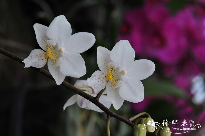 卡珊德拉蝴蝶兰白花品种Phalaenopsis Cassandra 'alba'
