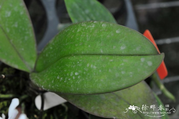 卡珊德拉蝴蝶兰白花品种Phalaenopsis Cassandra 'alba'