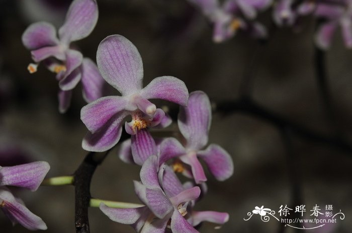 小兰屿蝴蝶兰Phalaenopsis equestris