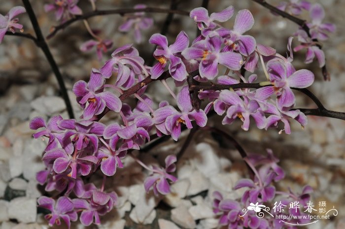 小兰屿蝴蝶兰Phalaenopsis equestris