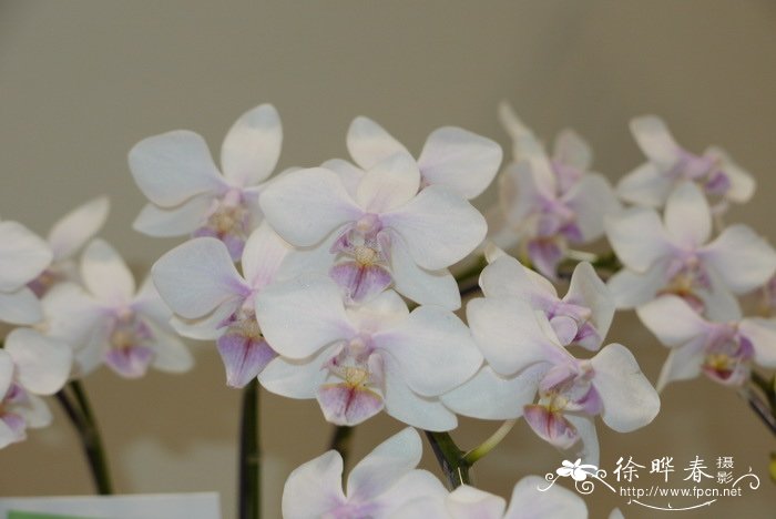 红唇蝴蝶兰Phalaenopsis intermedia