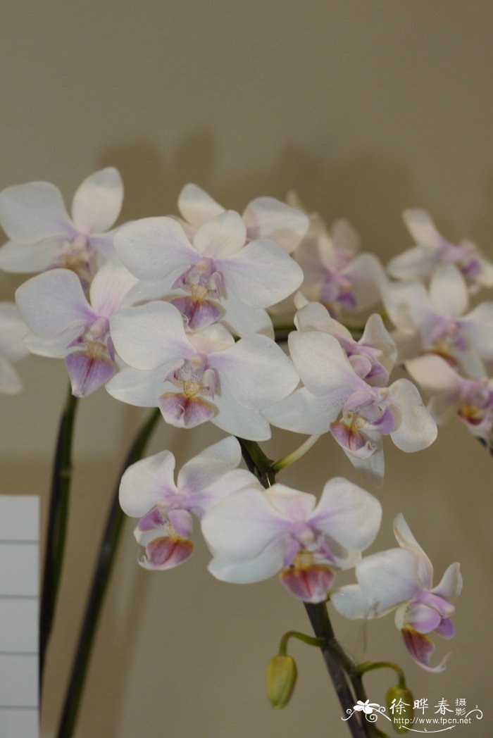 红唇蝴蝶兰Phalaenopsis intermedia