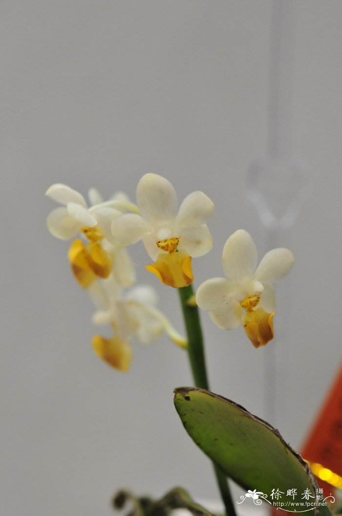 洛比蝴蝶兰Phalaenopsis lobbii