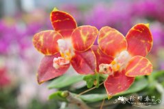 路德蝴蝶兰Phalaenopsis lueddemanniana