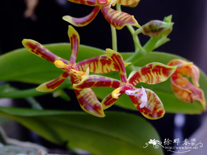 版纳蝴蝶兰 Phalaenopsis mannii 版纳蝴蝶兰 Phalaenopsis mannii