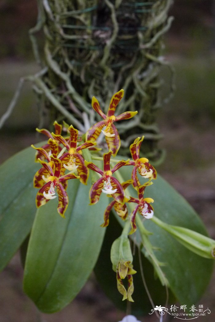 版纳蝴蝶兰 Phalaenopsis mannii