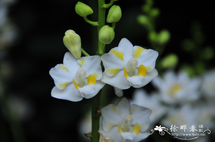 五唇兰Phalaenopsis pulcherrima