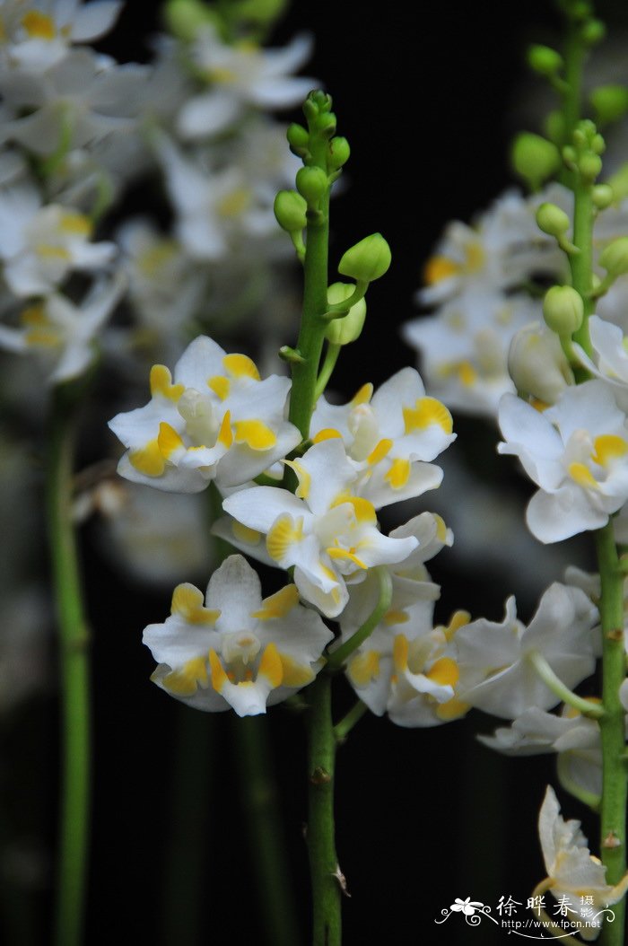五唇兰Phalaenopsis pulcherrima
