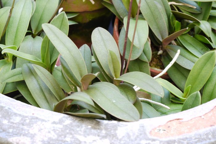 五唇兰Phalaenopsis pulcherrima 五唇兰Phalaenopsis pulcherrima