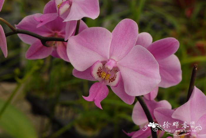 虎斑蝴蝶兰Phalaenopsis schilleriana