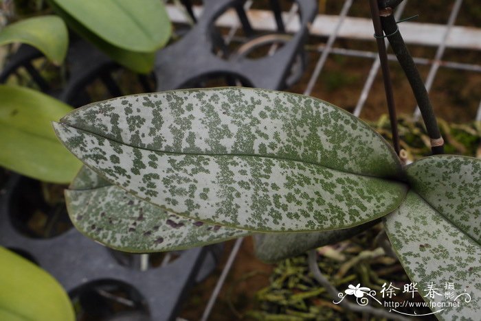 虎斑蝴蝶兰Phalaenopsis schilleriana