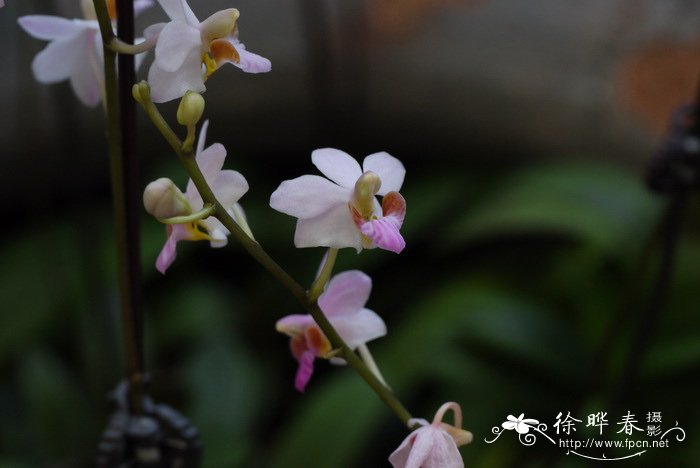 五唇兰Phalaenopsis pulcherrima