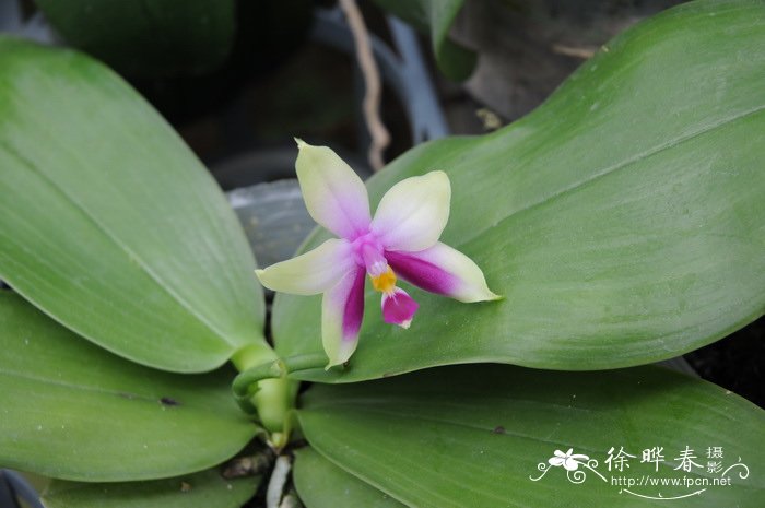 莹光蝴蝶兰Phalaenopsis violacea 莹光蝴蝶兰Phalaenopsis violacea