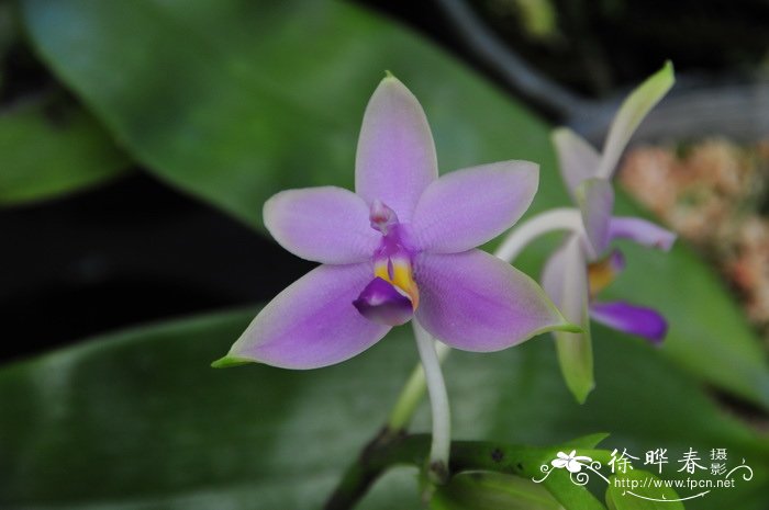 莹光蝴蝶兰Phalaenopsis violacea