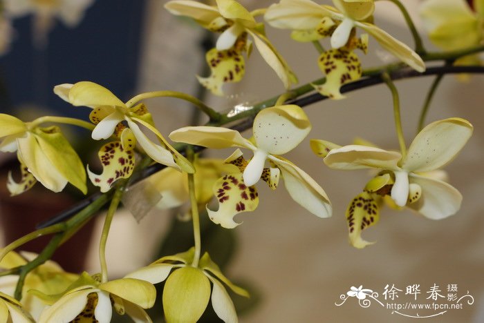 黄史塔基蝴蝶兰Phalaenopsis stuartiana ‘yellow’