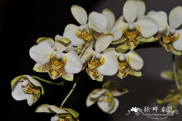 史塔基蝴蝶兰Phalaenopsis stuartiana 史塔基蝴蝶兰Phalaenopsis stuartiana