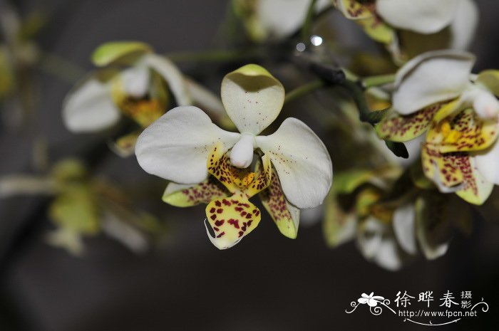 史塔基蝴蝶兰Phalaenopsis stuartiana