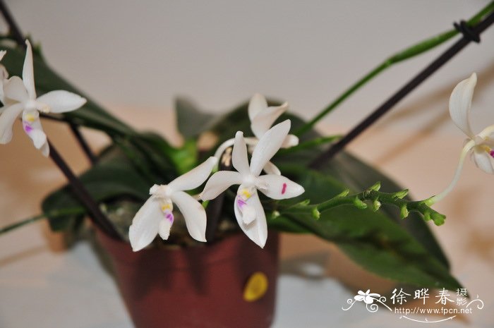 盾花蝴蝶兰Phalaenopsis tetraspis 盾花蝴蝶兰Phalaenopsis tetraspis
