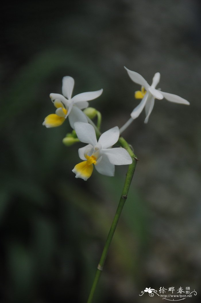 盾花蝴蝶兰Phalaenopsis tetraspis