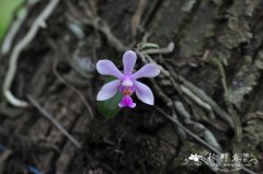 华西蝴蝶兰 Phalaenopsis wilsonii