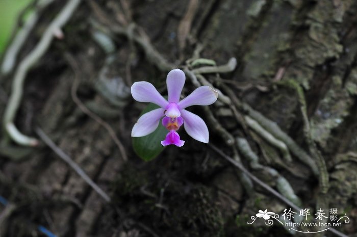 华西蝴蝶兰 Phalaenopsis wilsonii 华西蝴蝶兰 Phalaenopsis wilsonii