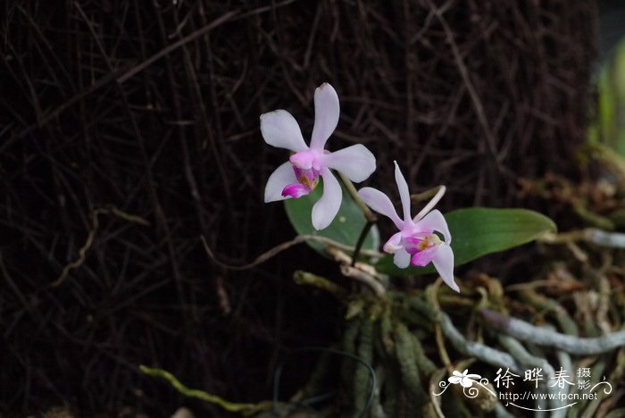华西蝴蝶兰 Phalaenopsis wilsonii