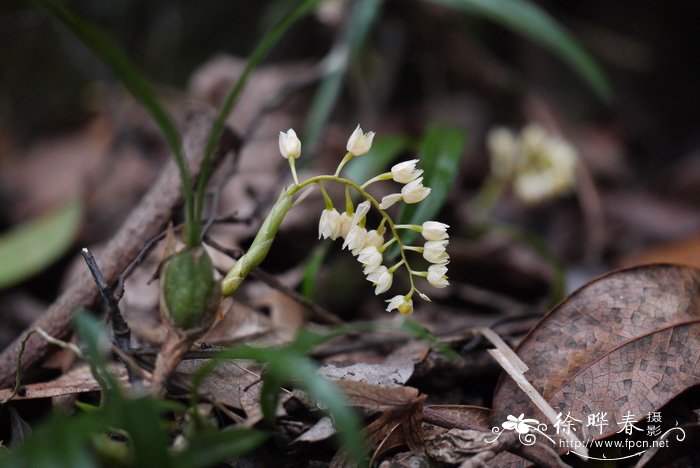 细叶石仙桃Pholidota cantonensis 细叶石仙桃Pholidota cantonensis