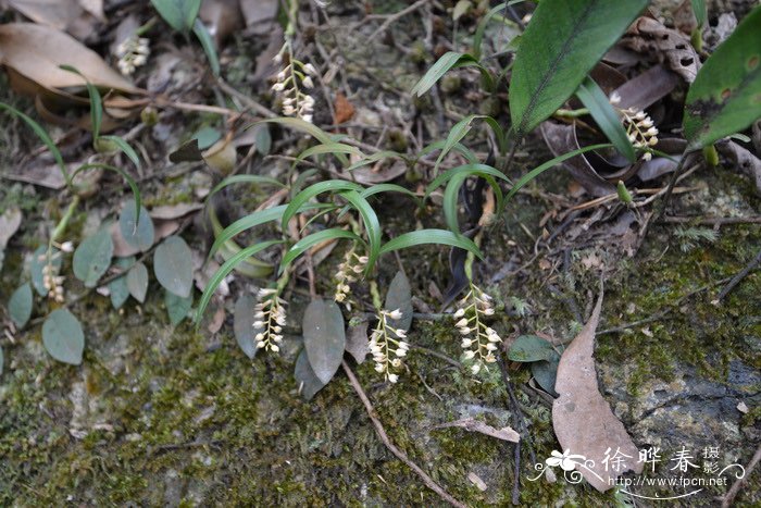 细叶石仙桃Pholidota cantonensis 细叶石仙桃Pholidota cantonensis