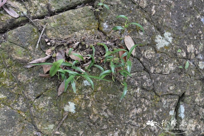 细叶石仙桃Pholidota cantonensis