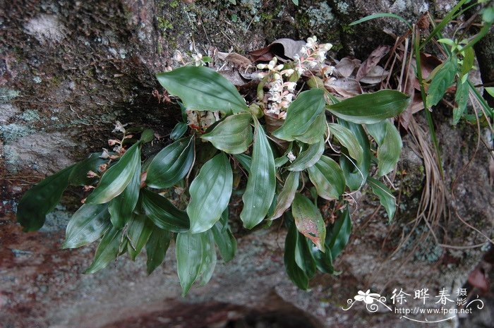 石仙桃 Pholidota chinensis