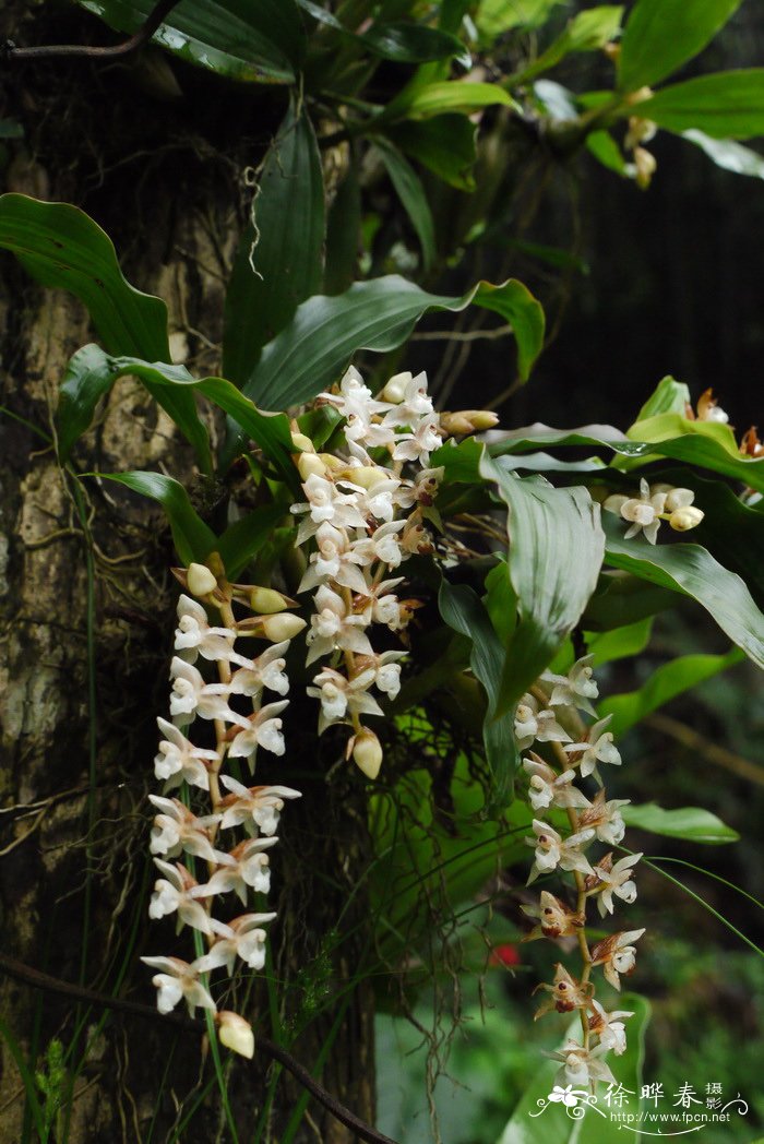 石仙桃 Pholidota chinensis 石仙桃 Pholidota chinensis